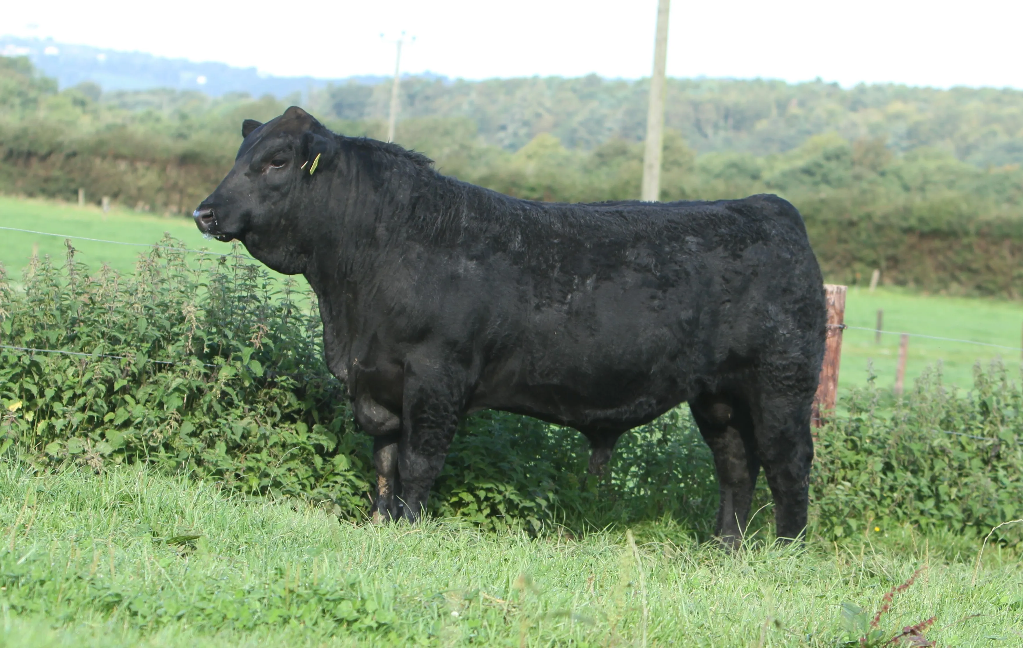 Westellen Boss Y929