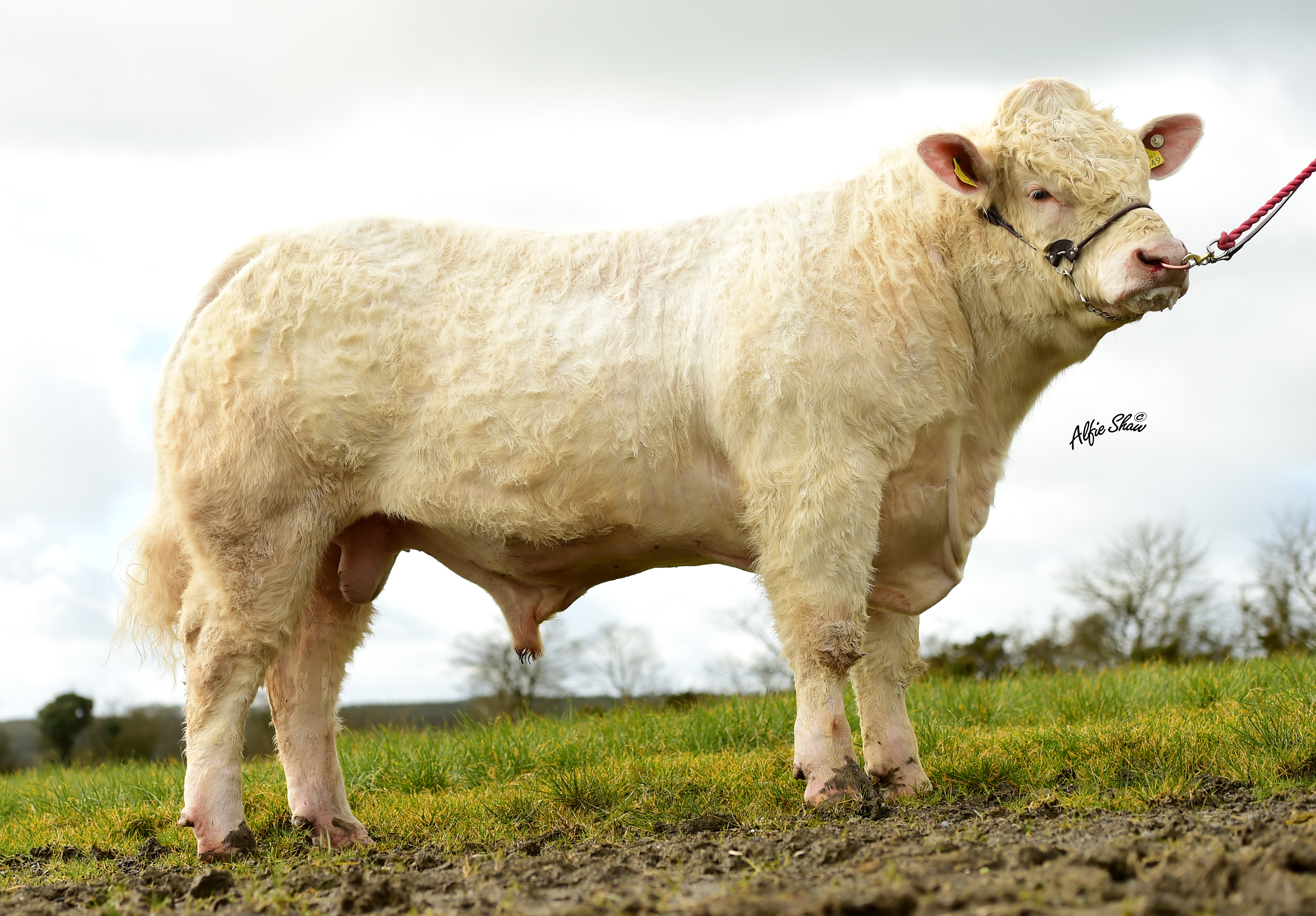 Firoda Jason
