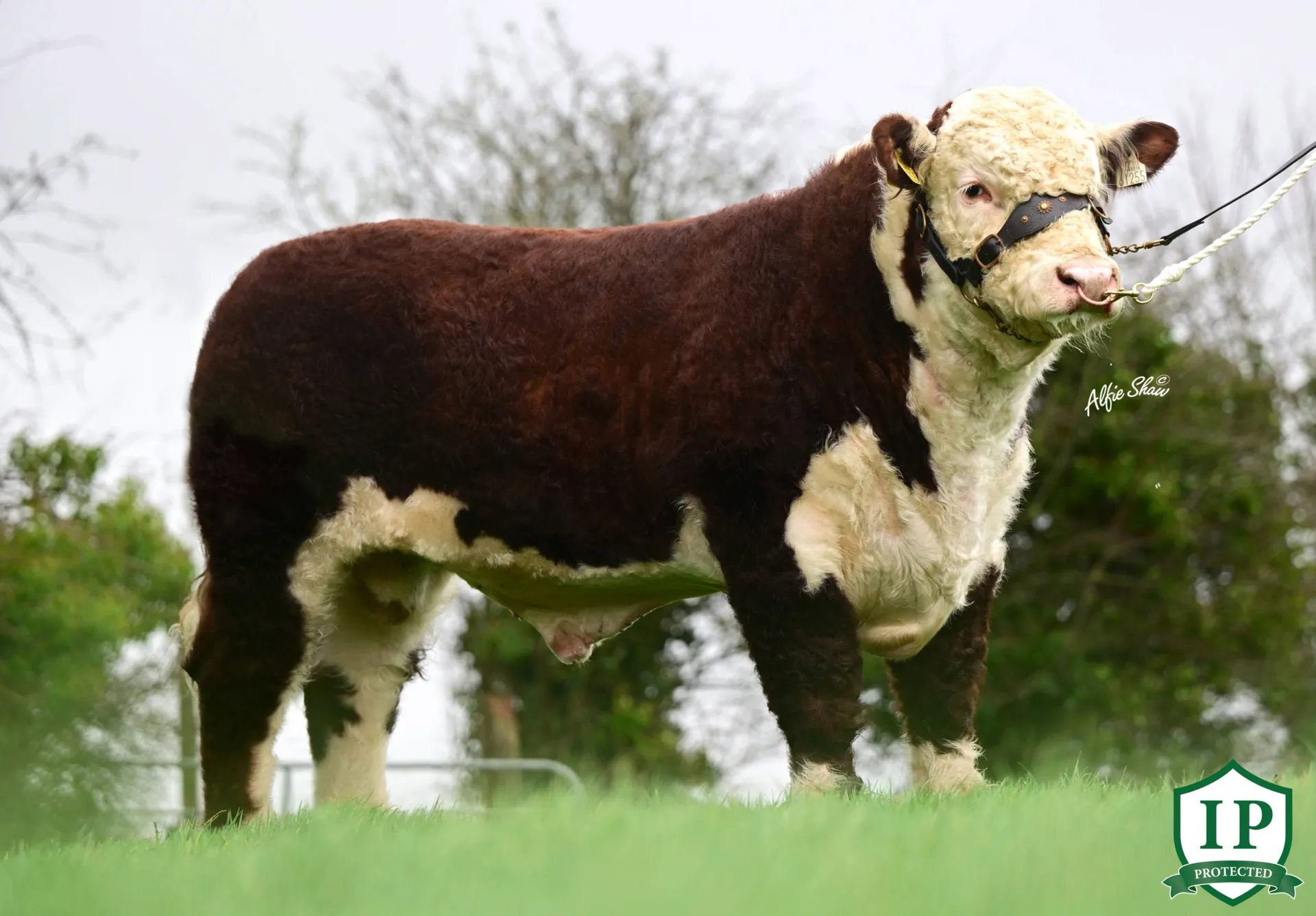 Corlismore Felix 255