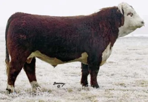 Allowdale Advance 573 ET — view 3