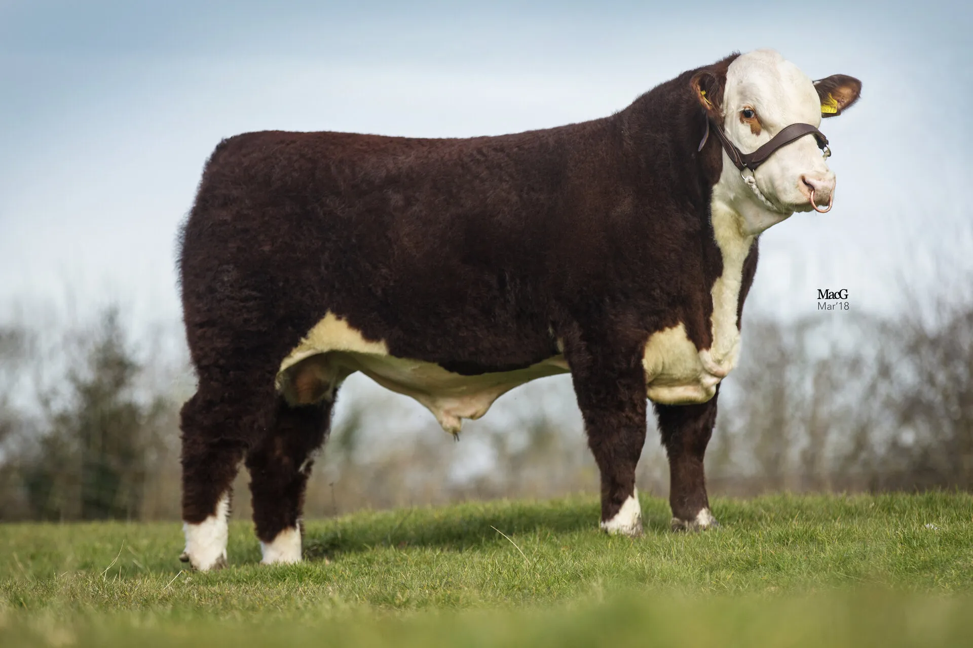 Moorside 1 Panda (P) {Pvf}