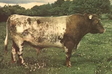 Kilkelly Major