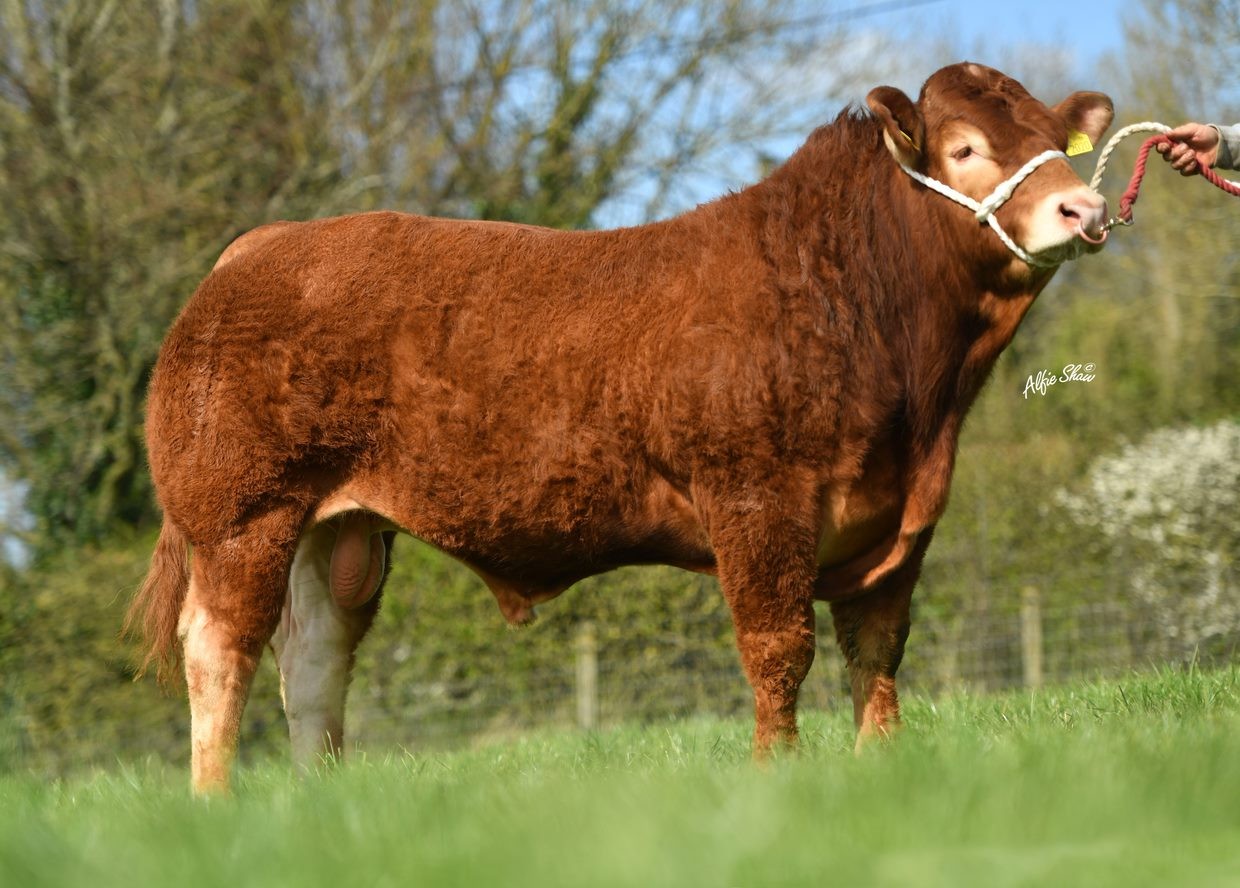 Ardlea Rigby ET