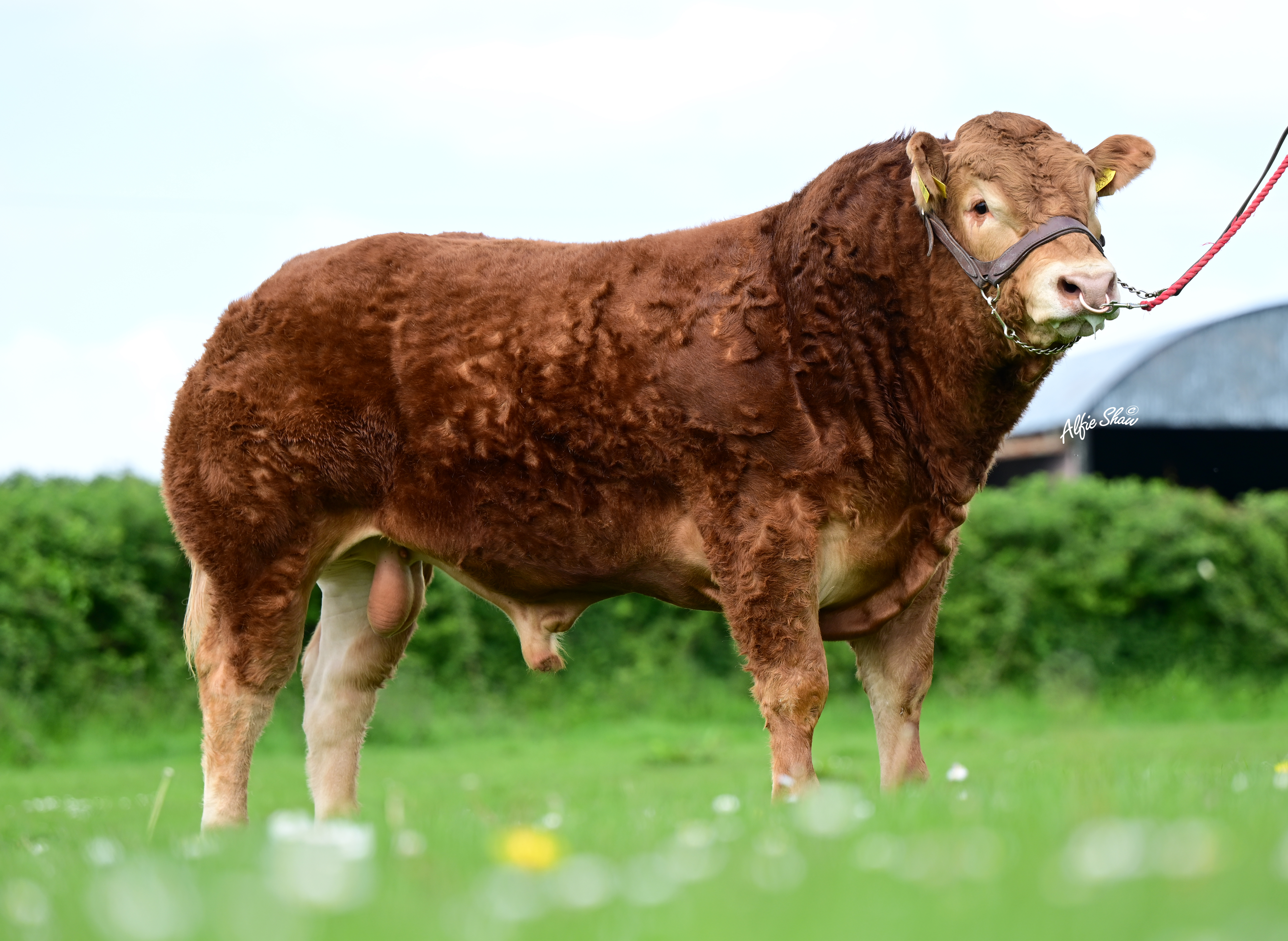 Lisna Some Bull