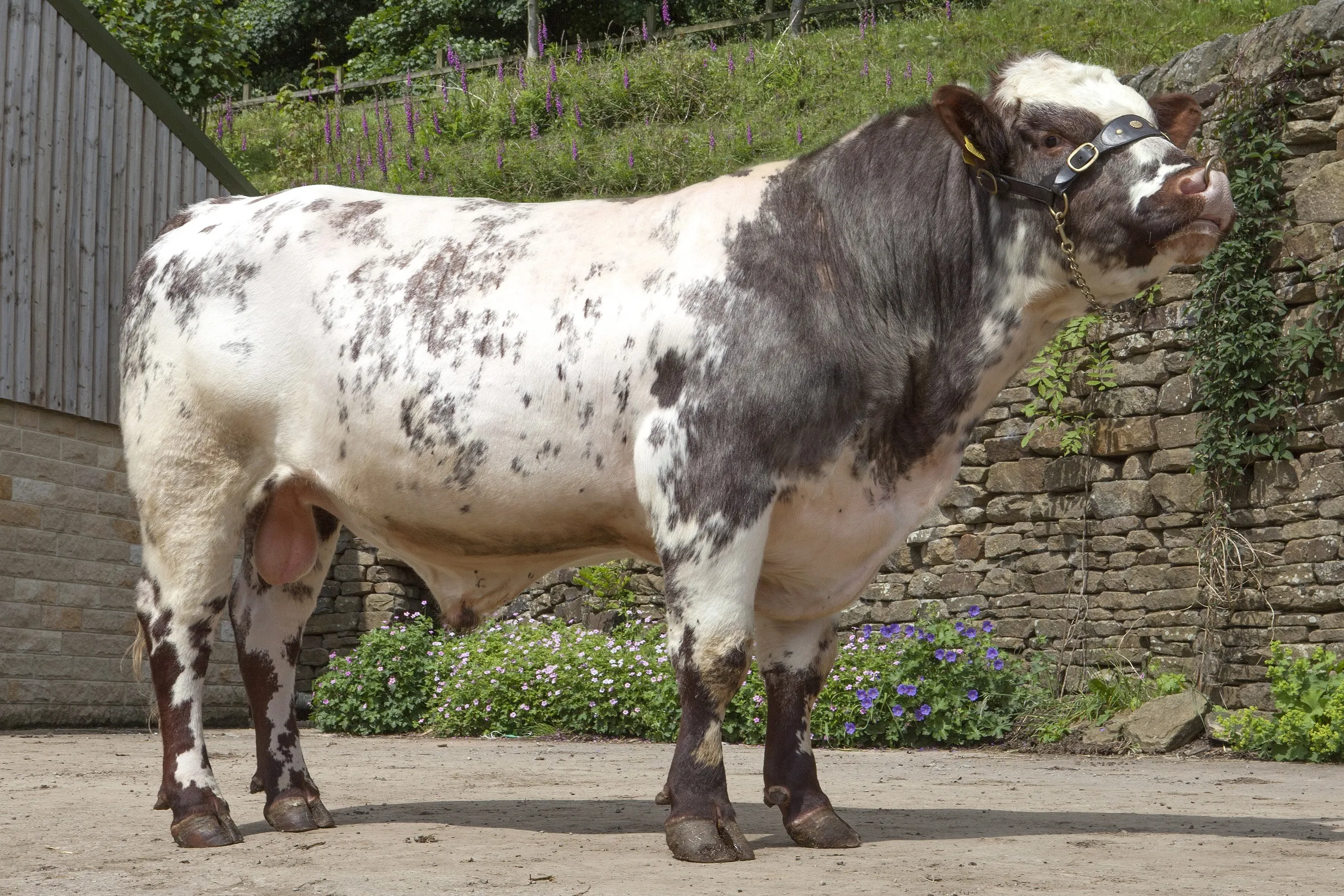 Stoneyroyd Halcyon Matrix (P)