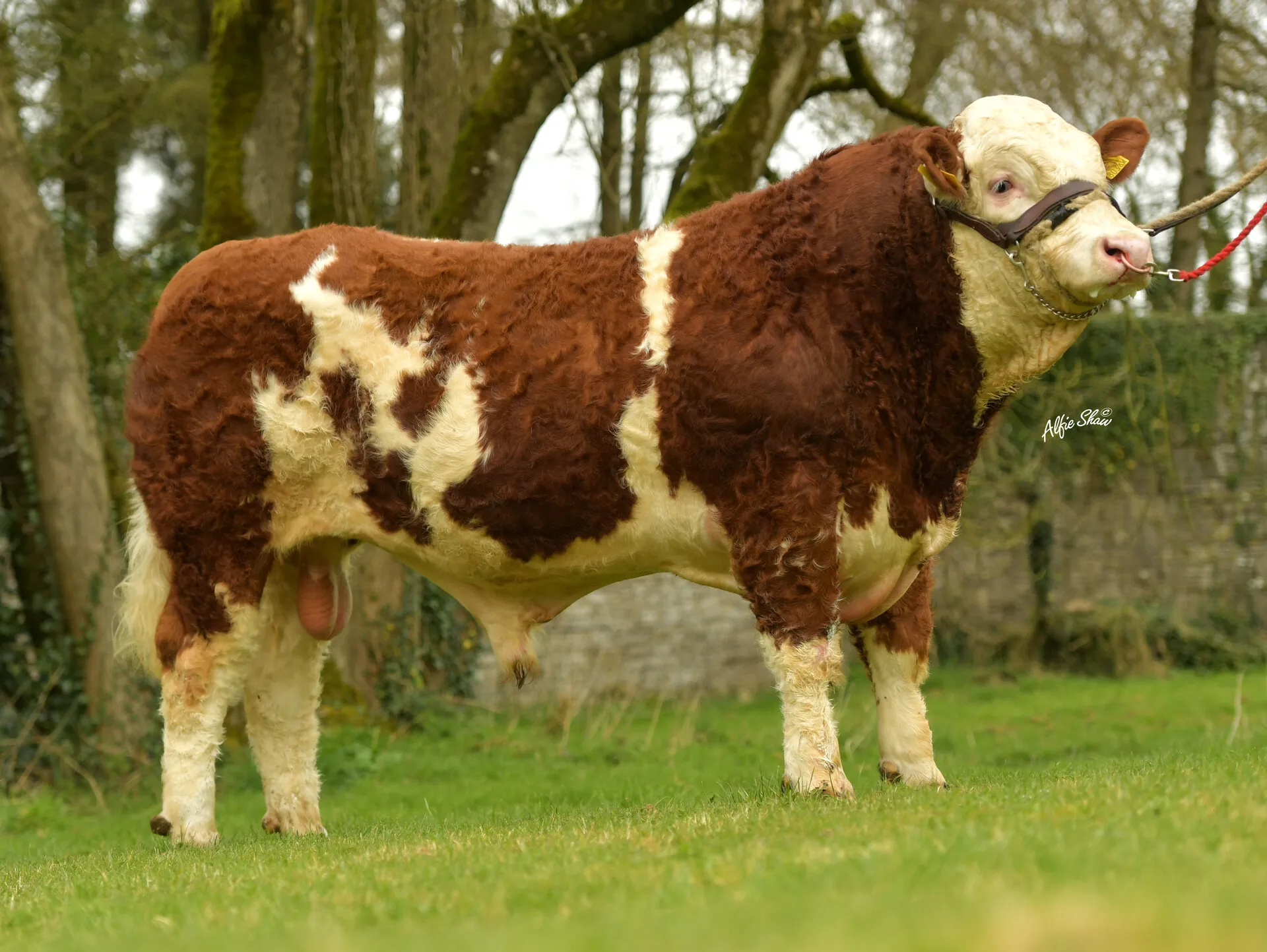 Leeherd Lynx 364
